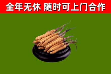 原州区回收散虫草