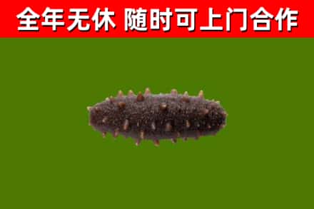 原州区回收海参干